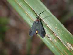 Pollanisus subdolosa