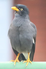 Acridotheres javanicus