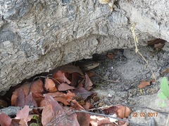 Trachylepis perrotetii