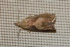 Dichrorampha acuminatana