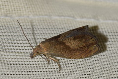 Dichrorampha acuminatana