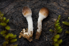 Psathyrella lutensis