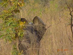 Loxodonta