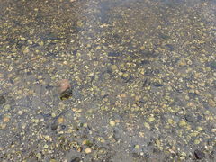 Potamopyrgus estuarinus