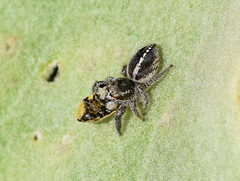 Pellenes seriatus