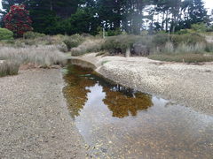 Potamopyrgus estuarinus