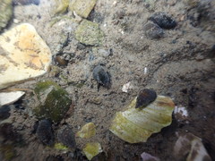 Potamopyrgus estuarinus