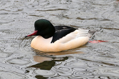 Mergus merganser
