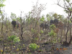 Loxodonta