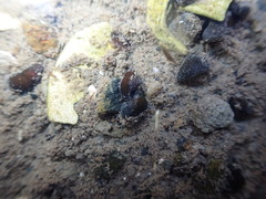 Potamopyrgus estuarinus