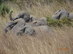 Loxodonta