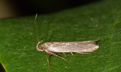 Helcystogramma lutatella