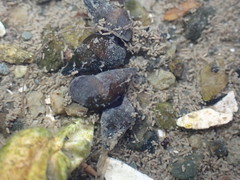 Potamopyrgus estuarinus