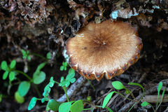 Pluteus fulvibadius