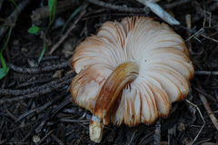 Pluteus fulvibadius