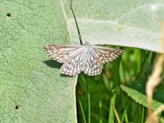 Schistostege decussata