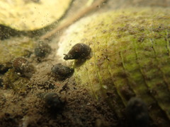 Potamopyrgus estuarinus