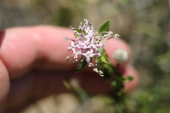 Pimelea rosea