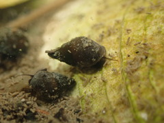 Potamopyrgus estuarinus