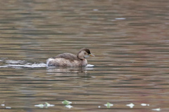 Tachybaptus ruficollis