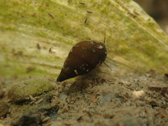 Potamopyrgus estuarinus