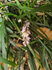 Ophiopogon planiscapus