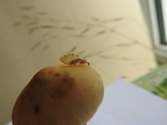 Hemerobius lutescens