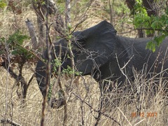 Loxodonta