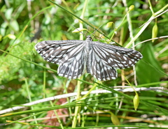 Schistostege decussata