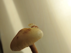 Hemerobius lutescens