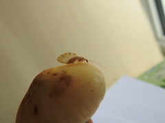 Hemerobius lutescens