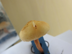 Hemerobius lutescens