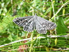Schistostege decussata