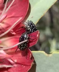 Oxythyrea testaceoguttata