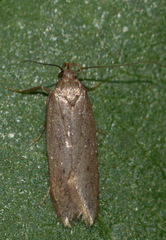 Helcystogramma lutatella