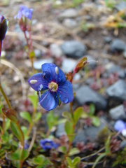 Rock Speedwell (Veronica fruticans)