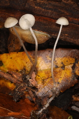 Mycena vitilis