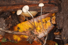 Mycena vitilis