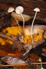 Mycena vitilis