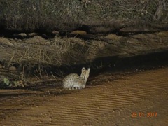 Leptailurus serval constantina