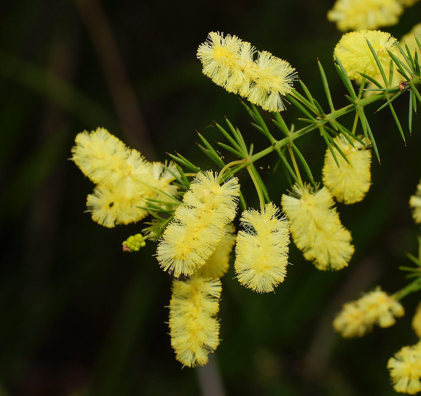 Acacia verticillata