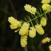 Acacia verticillata - Photo (c) Reiner Richter,  זכויות יוצרים חלקיות (CC BY-NC), הועלה על ידי Reiner Richter