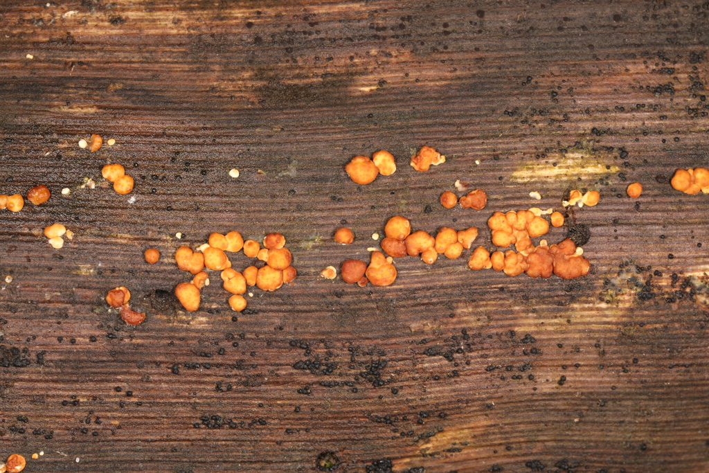 Trichoderma atroviride from St. Joseph Co., Indiana, USA on October 22 ...