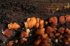 Trichoderma atroviride