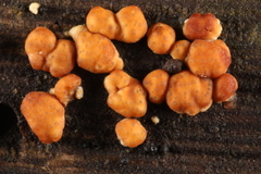 Trichoderma atroviride