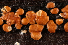 Trichoderma atroviride