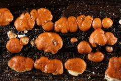 Trichoderma atroviride