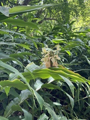 Hedychium