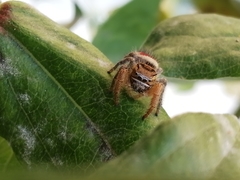 Phidippus cruentus