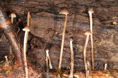 Psathyrella senex